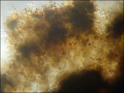 Tomentellopsis zygodesmoides