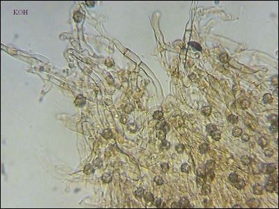 Tomentellopsis zygodesmoides