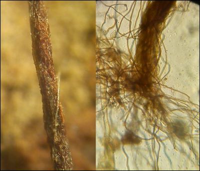 Tomentellopsis zygodesmoides