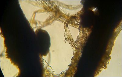 Tomentellopsis zygodesmoides