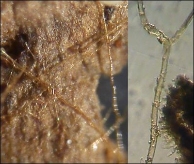 Tomentellopsis zygodesmoides