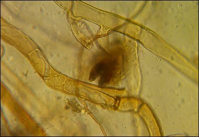 Tomentellopsis zygodesmoides
