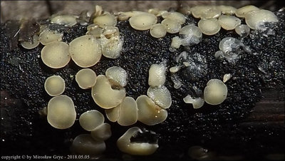 Trichobelonium kneiffii