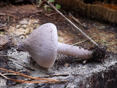 Tricholoma argyraceum