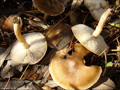 Tricholoma cingulatum