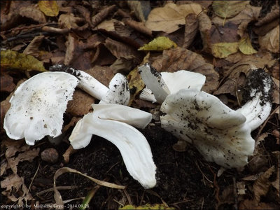 Tricholoma columbetta