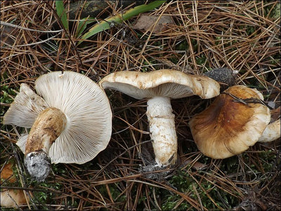 Tricholoma focale