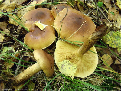 Tricholoma fulvum