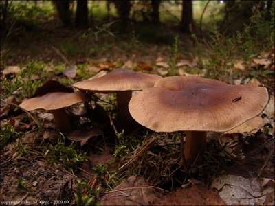 Tricholoma imbricatum