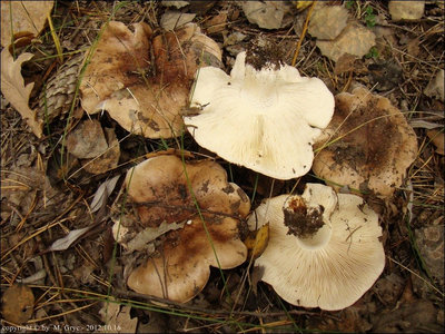 Tricholoma populinum