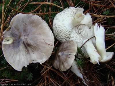 Tricholoma portentosum