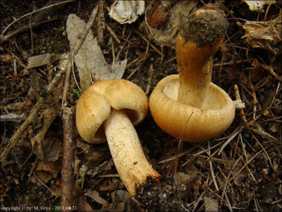 Tricholoma psammopus