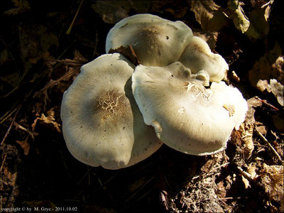 Tricholoma saponaceum