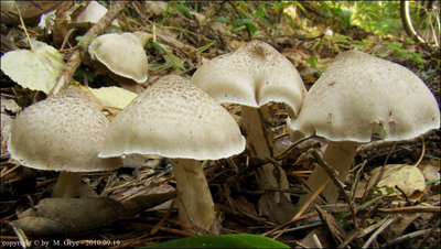 Tricholoma scalpturatum