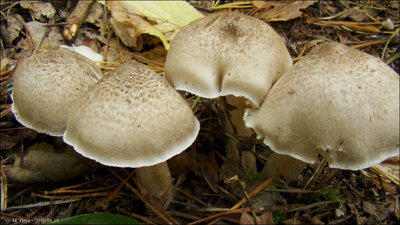 Tricholoma