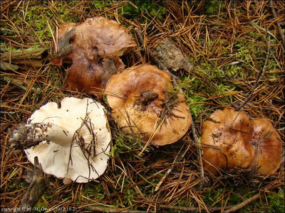 Tricholoma stans