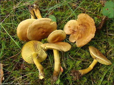 Tricholoma sulphureum