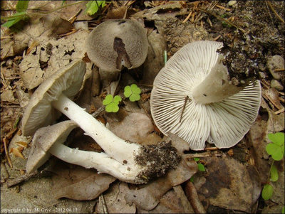 Tricholoma terreum