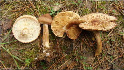 Tricholoma vaccinum