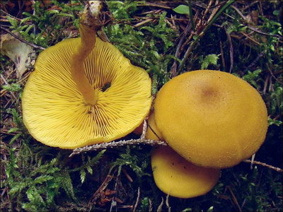 Tricholomopsis sulfureoides