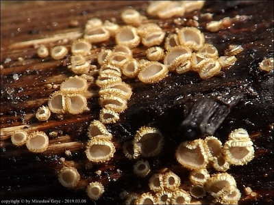 Trichopeziza sp. (2019.03.08)