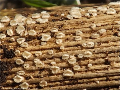 Trichopeziza mollissima