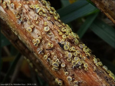 Trichopeziza sulphurea