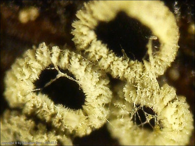 Trichopeziza viridula