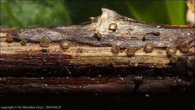 Trichopezizella rubroguttata