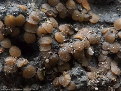 Trichophaea contradicta