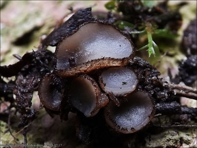 Trichophaea gregaria