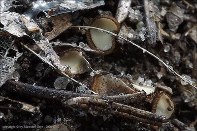 Trichophaea pseudogregaria