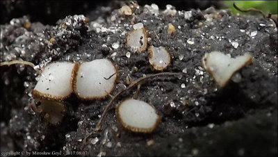 Trichophaea woolhopeia