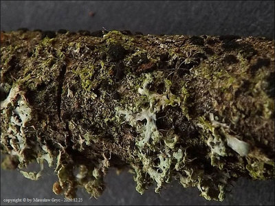 Trimmatostroma betulinum