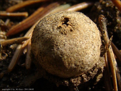 Tulostoma fimbriatum