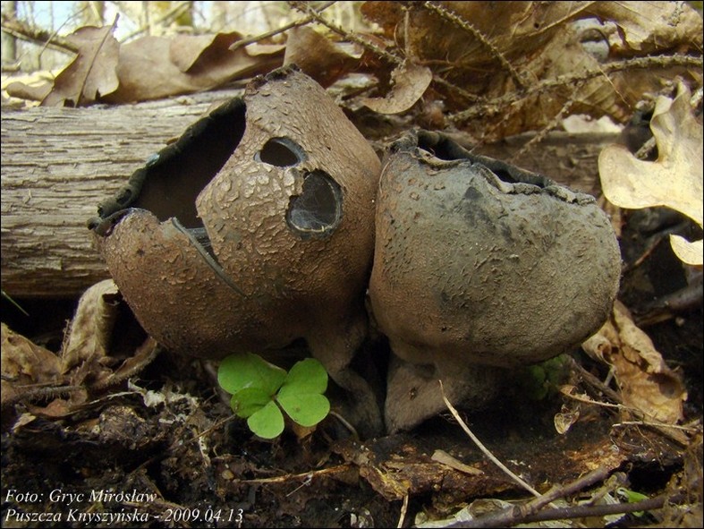 diabelska urna - zdjęcie główne