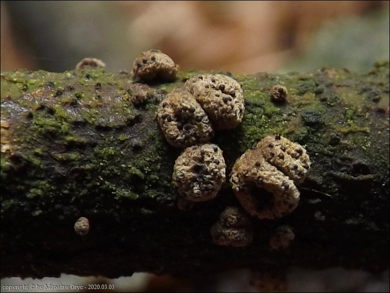 parasite - zdjęcie główne