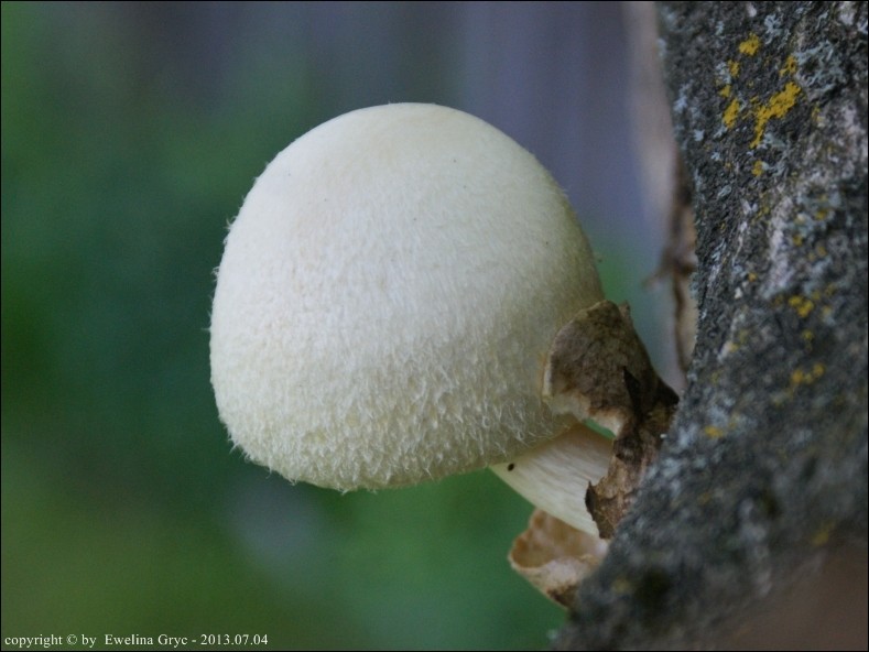 pochwiak jedwabnikowy - zdjęcie główne