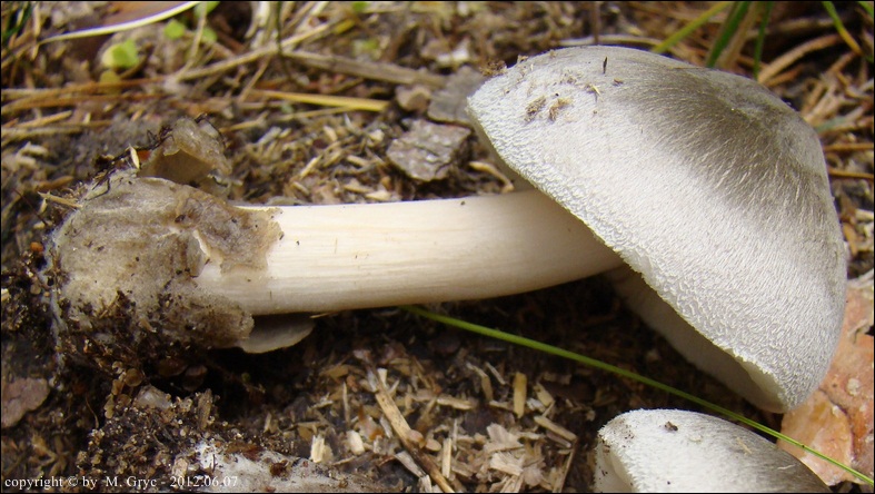 pochwiak błękitnawy - zdjęcie główne