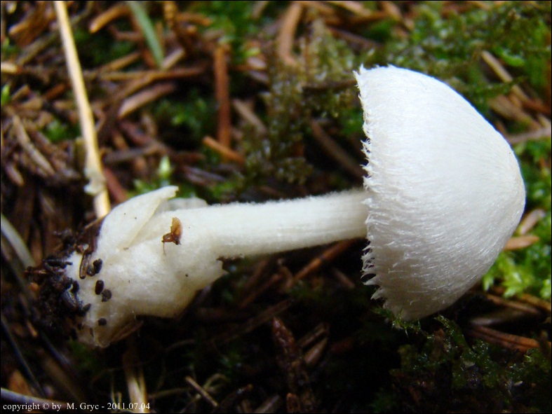 pochwiak drobny - zdjęcie główne