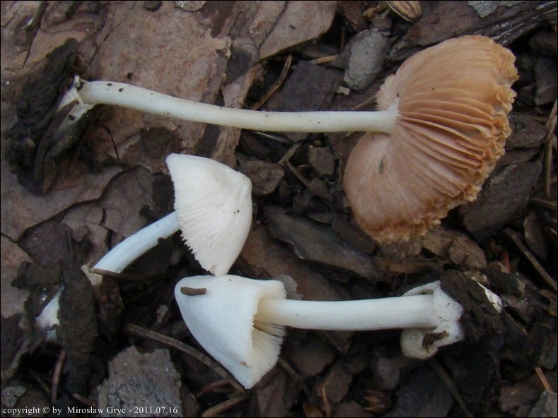 pochwiak karłowaty - zdjęcie główne