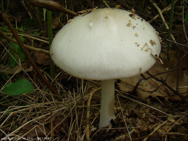 pochwiak okazały - zdjęcie główne