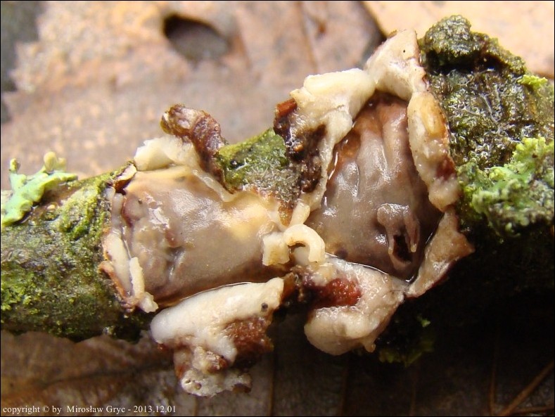 powleczka podkorowa - zdjęcie główne