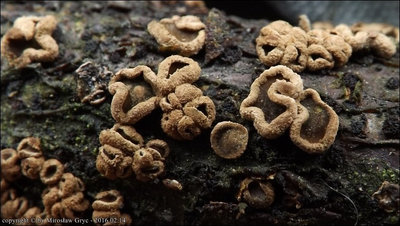 Velutarina rufo-olivacea