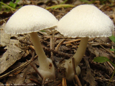 Volvariella hypopithys