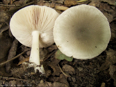 Volvariella murinella