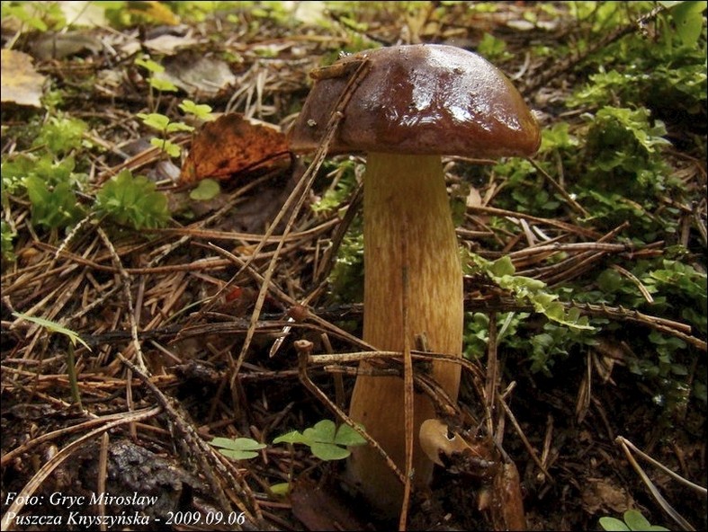 podgrzybek brunatny - zdjęcie główne