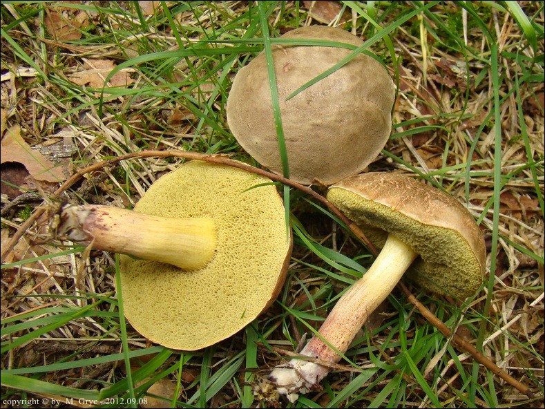 podgrzybek złotopory - zdjęcie główne