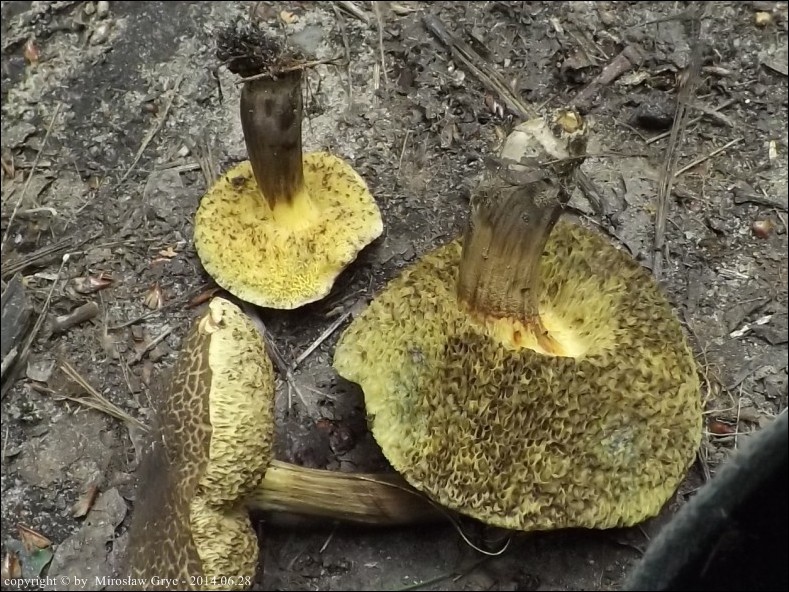 podgrzybek obciętozarodnikowy - zdjęcie główne