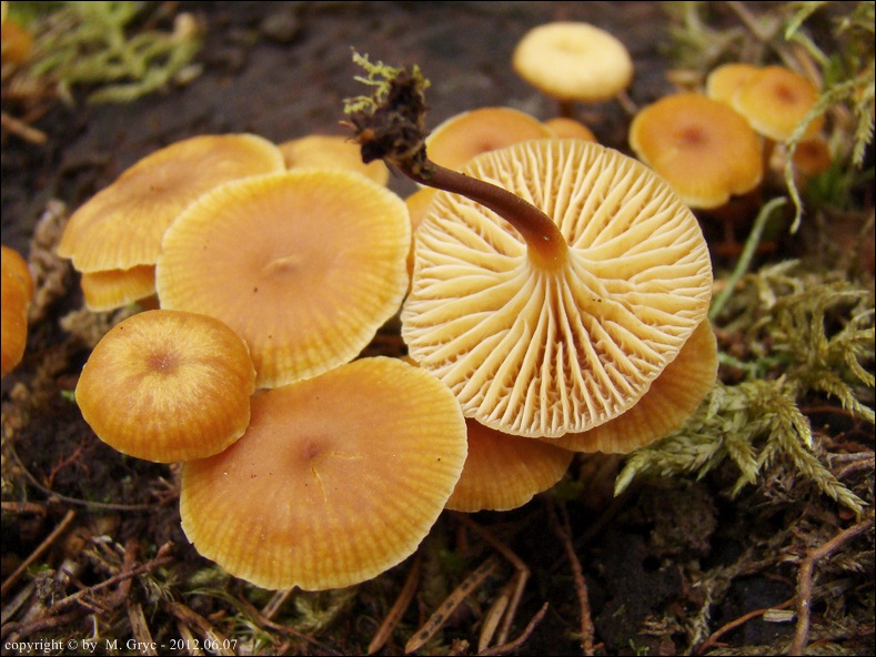 pępowniczka dzwonkowata - zdjęcie główne